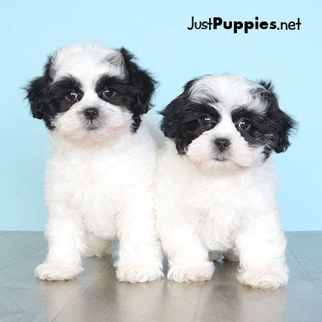 Stunning thick coat, gorgeous teddy bear face, short coby body structure. Puppies for Sale - Orlando FL - Justpuppies.net