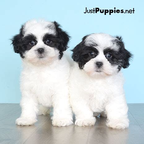 The teddy bear dog is a new breed of designer dog that was first introduced at the start of the new millennium. Puppies for Sale - Orlando FL - Justpuppies.net