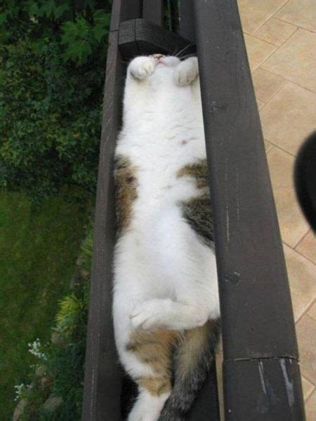 Cats Will Literally Curl Up Anywhere 29 Pics