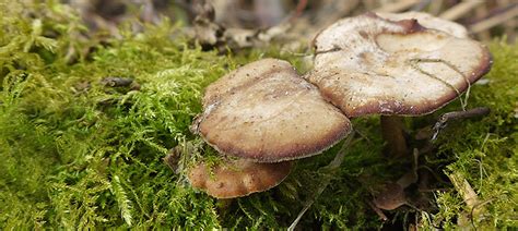 A Winter Polypore In Spring The Mushroom Diary Uk Wild Mushroom