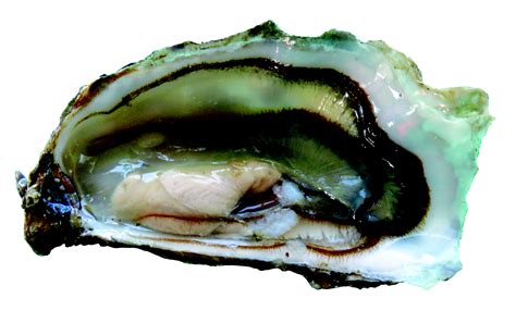 Free Images Food Oyster Seafood Invertebrate Organ White