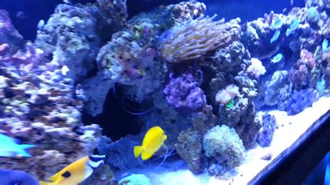 Erics 250 Gallon Reef Tank Youtube
