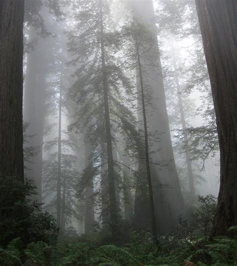 The Coastal Redwoods Ecosystem The Importance Of The Summer Fog On