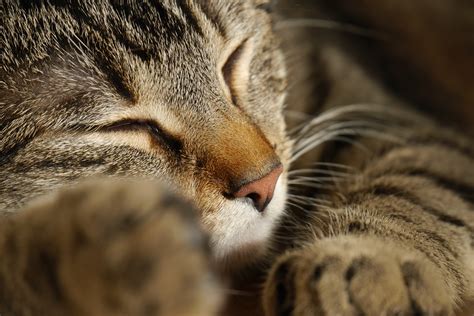 Free Images Cute Pet Fur Fluffy Kitten Macro Fauna Close Up