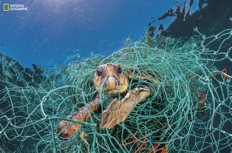 Ocean Plastic Pollution Is Killing Marine Wildlife At