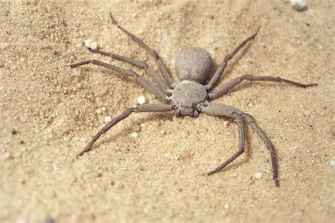 the world s most dangerous spiders warning graphic images cbs news