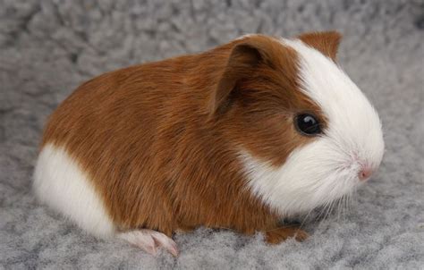 Find 352 guinea pigs for sale in leeds at the uk's largest independent free classifieds site. Best 25+ Guinea pig information ideas on Pinterest | Cavy ...