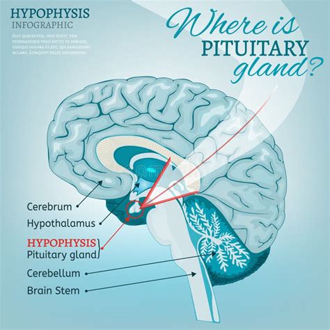 Hypophysis Pituitary Gland Stock Vector Illustration Of Nerve