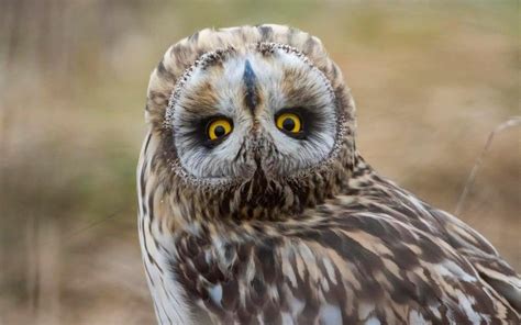 Can you spot what is wrong with this owl?