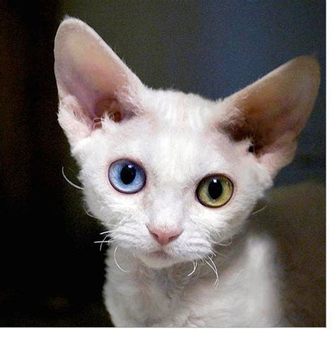 Beautiful Curly Haired Cat Breeds In The World Devon Rex Kittens