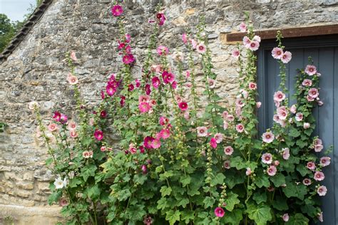 11 English Garden Flowers For A Cottage Look Bob Vila