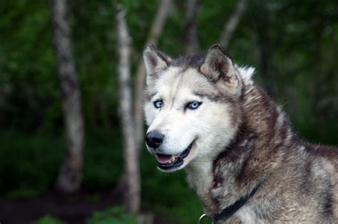 Siberian Husky Dog Breed Profile