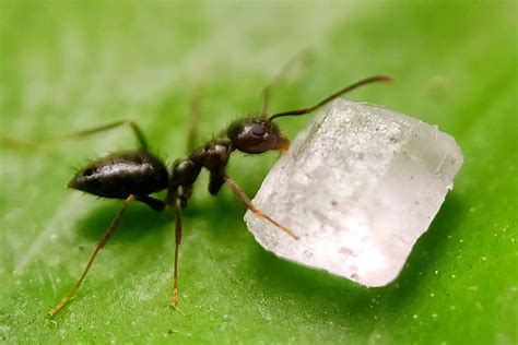 How To Get Rid Of Black Garden Ants In Natural Ways Grow Food Guide