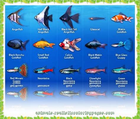 List Of Freshwater Fish Based On Alphabet From A To Z With Pictures And