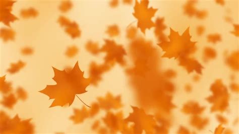 Fall Leaves Loop Stock Motion Graphics Motion Array