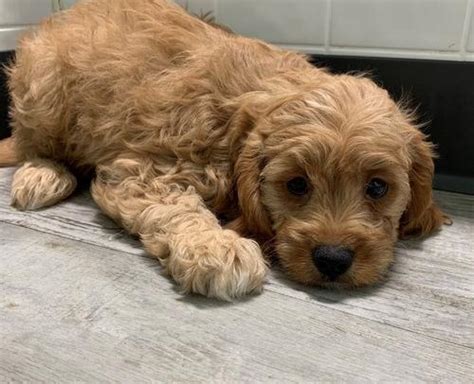 See more of cavapoo puppies for adoption on facebook. Cavapoo Puppy for Sale - Adoption, Rescue for Sale in ...
