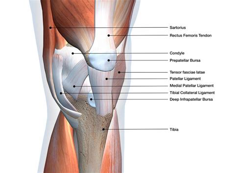 The back, feet and legs are commonly affected by a strain. Knee Anatomy