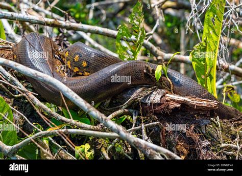 Amazon Rainforest Peru Anaconda Hi Res Stock Photography And Images Alamy