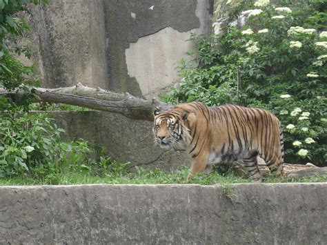 Een dierentuin, dierenpark, of zoo is een verzameling levende, oorspronkelijk wilde dieren die in een vaak parkachtige omgeving in gevangenschap worden gehouden om het publiek de gelegenheid te geven ze te kunnen bekijken. Dierentuin van Warschau - Wikipedia