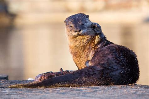 River Otters Stage A Comeback In Bay Area Kqed