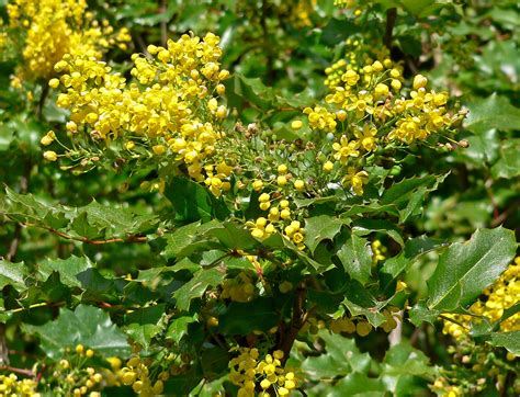 California Florae Mahonia Pinnata Shiny Leaf Mahonia California