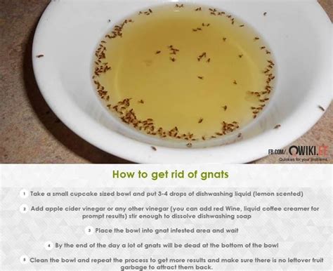 Pin By Qwikiee On Lifehack How To Get Rid Of Gnats Gnats How To