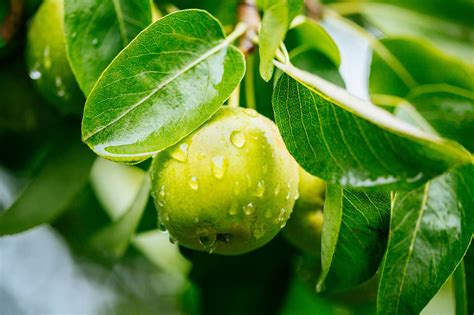 5 Wild Pear Trees 1 2ftpyrus Communis Hedging 40 60cm Strong Native