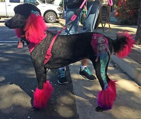 15 Cute Poodles With Better Hairstyles Than You Page 3 Of 3 Petpress