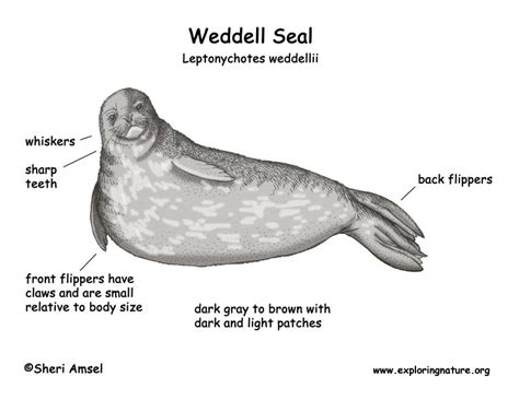 Weddell Seal Animal Adaptations Marine Mammals Animals Of The World