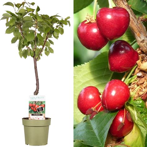 Patio Fruit Tree Collection Various Premium Grade Fruits Ideal For