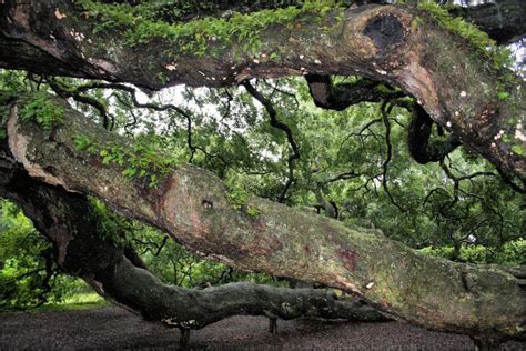 Nikkis Photography Blog Archive The Angel Oak 1500 Years Old