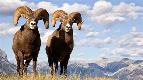 Bighorn Sheep Jasper National Park Canada Free Nature Pictures