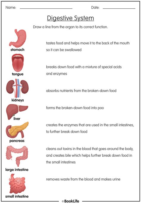 The Digestive System Human Digestive System Digestive System Human