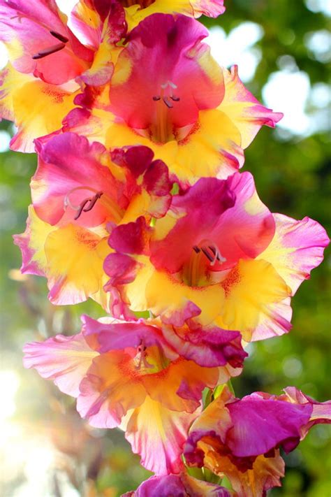 Beautiful Gladiolus At Sunrise Flower Garden Photo Print