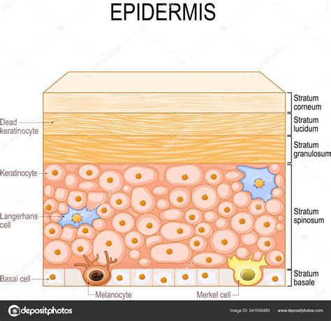 Layers Epidermis Epithelial Cells Keratinocytes Melanocyte Langerhans