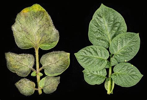 Plant Disease Resistance Plant Diseases Plants Buy Plants