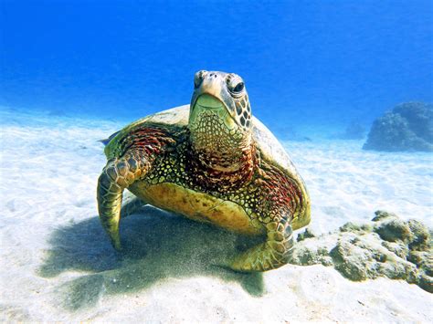 Hawaiian Green Sea Turtles Maui Magic Snorkel Molokini Snorkel Boat