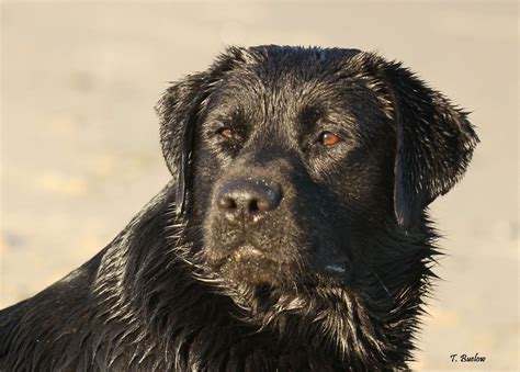 It's also free to list your available puppies and litters on our site. Michigan Lab Puppies - Brockdorff Labradors | Lab puppies, Puppies for sale, English lab puppies