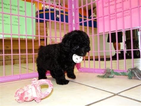 Search for free puppies in fresno at sprask. Toy Poodle, Puppies For Sale, In San Jose, California, CA, 19Breeders, Bakersfield, Irvine - YouTube