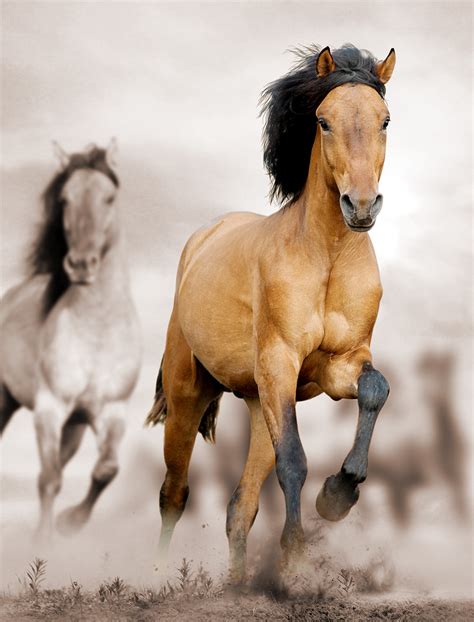 Photographs Of Horses Incredible Gallery Of Horses Pictures