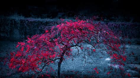 Spectacular Red Tree In Autumn Red Autumn Tree Leaves Focus Hd
