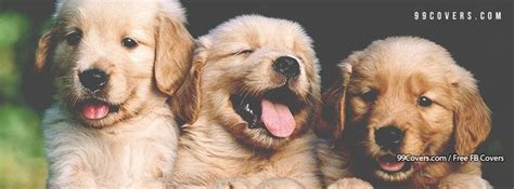 Puppies Facebook Covers Cute Animals Retriever Puppy Puppies