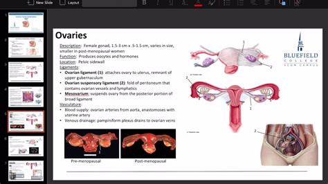 Anatomy Lecture 44 Part 2 Youtube