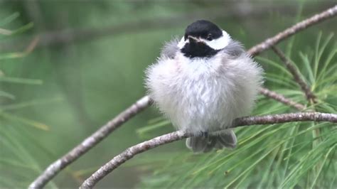 Cutest Baby Bird Ever Little Fluff Ball Chickadee Fledgling Youtube