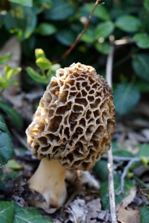 Heres What You Need To Know About Foraging For Morel Mushrooms In Ohio