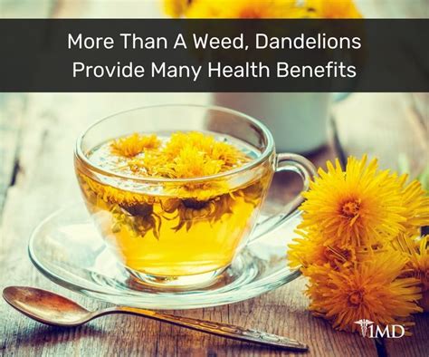 Dandelion Root Can Help Cancer Patients 1md Nutrition™