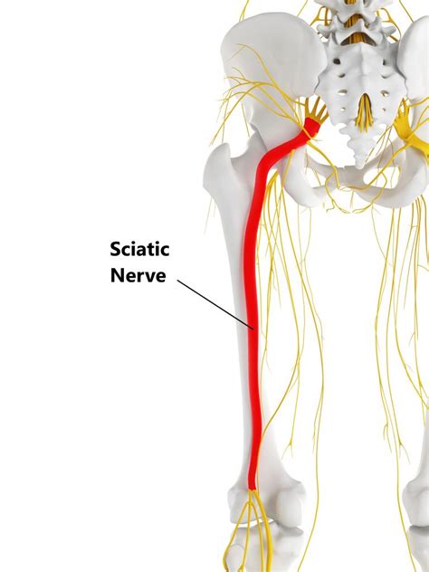Hip Muscles And Sciatic Nerve Anatomy