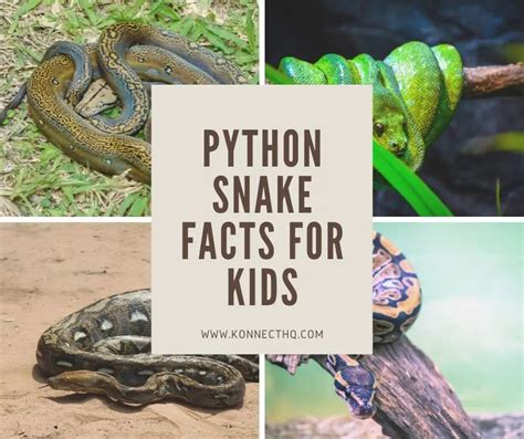 Python Snake Facts For Kids Konnecthq