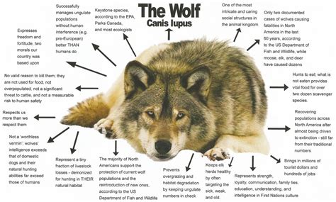 Wolf Facts Conservationlink