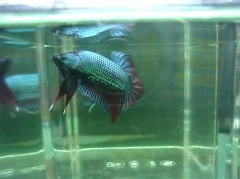 Ikan cupang hias ikan cupang aduan murah plakat laga jantan. Green Dragon Red Mask Betta Halfmoon Plakat HMPK Ikan Laga ...